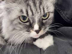 -瑞派福兴宠物医院犬猫全科·骨科·中西医结合(河东店)