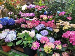 -朝来春花卉市场