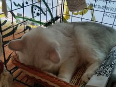 -平行世界·猫咖(首经贸店)