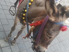 -四川省成都市彭州市白鹿镇