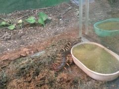 iphone_upload_pic-上海大自然野生昆虫馆