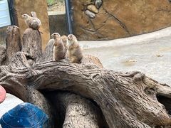 -合肥野生动物园