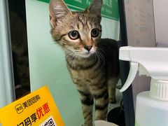 -半岛宠物医院24小时(科华中路店)