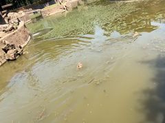 -合肥野生动物园