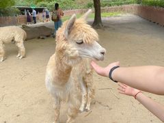 -上海野生动物园