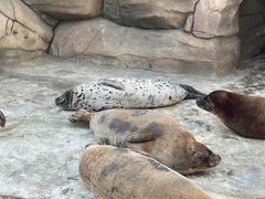 -日照海滨国家森林公园