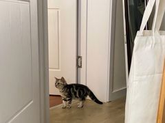 -东方名猫馆·英短金渐层布偶猫舍(环线广场1号楼店)