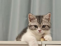 -lincat·猫舍(广州店)