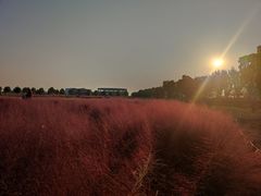-映月湖中央公园