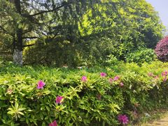 -铁山坪森林公园