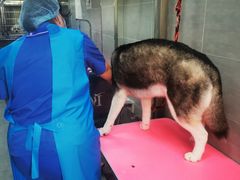 -宠福鑫康馨动物医院·骨科·眼科