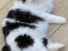 -安格丽娜·狗咖·猫咖羊驼咖(春熙路百盛商场店)