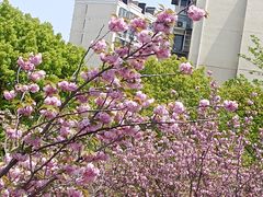 -高东镇樱花园