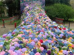 -上海共青森林公园