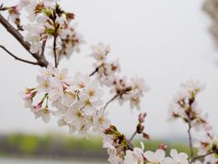 -羊山湖公园