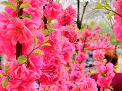 -朝阳公园