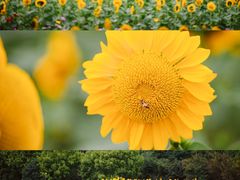 -花开海上生态园