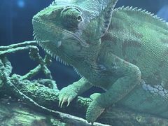 -上海大自然野生昆虫馆(东方明珠·爬宠昆虫探索中心)