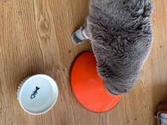 -瑞派天宁宠物医院·猫科·异宠中心
