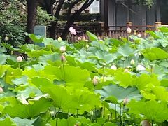 -陈家山荷花公园