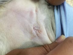 -伟伟宠物医院·CT影像中心·瑞派犬猫综合性门诊(汉口总院)