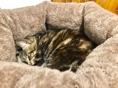 -猫的天空之城概念书店(苏州平江店)