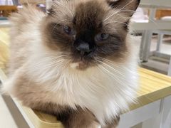 -藏猫猫咖啡主题馆(中央大道店)