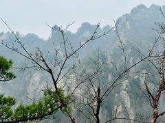 -王顺山国家森林公园