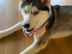 -Husky Go! 哈士奇体验馆·宠物咖啡厅狗咖