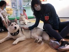 -Husky Go! 哈士奇体验馆·宠物咖啡厅狗咖