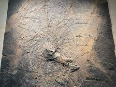 -浙江自然博物院(杭州馆)