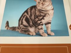 -袖虎·猫馆(体育西路店)