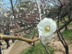 -无锡梅园公园