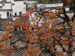 -塔川景区