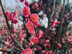 -梅花山(明孝陵内)