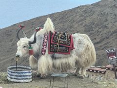 -羊卓雍措