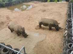 -西霞口神雕山野生动物世界