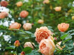 -杭州观成实验学校