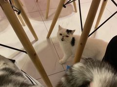 -三花喵·撸猫购宠·宠物生活馆(虹桥南丰城店)