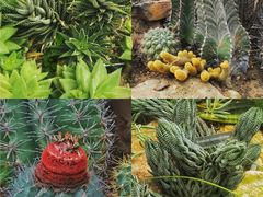 -国家植物园南园