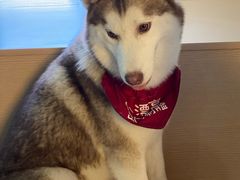 -Husky Go! 哈士奇体验馆·宠物咖啡厅狗咖