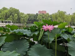 -丰台花园