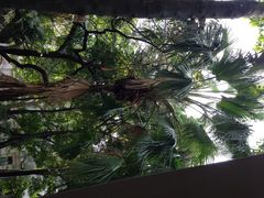 星巴克(沙面店)-星巴克臻选(广州沙面店)