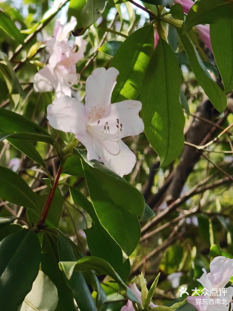 杜鹃花几月开图片