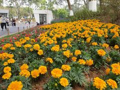 -东莞植物园