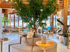-猫的天空之城概念书店(丽江古城饮玉巷店)