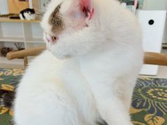 -平行世界·猫咖(首经贸店)