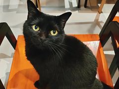 -豆逗聊愈猫阁Easy Life