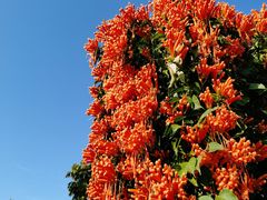 -广州神农草堂中医药博物馆