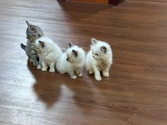 -楼上猫咖(罗湖店)